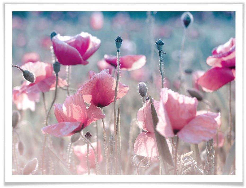 Wall-Art Poster Mohnblumen Wiese, Blumen (1 St), Poster ohne Bilderrahmen von Wall-Art