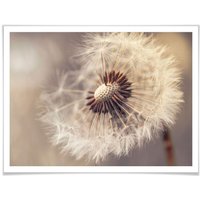 Wall-Art Poster "Pusteblume", Blumen, (1 St.) von Wall-Art