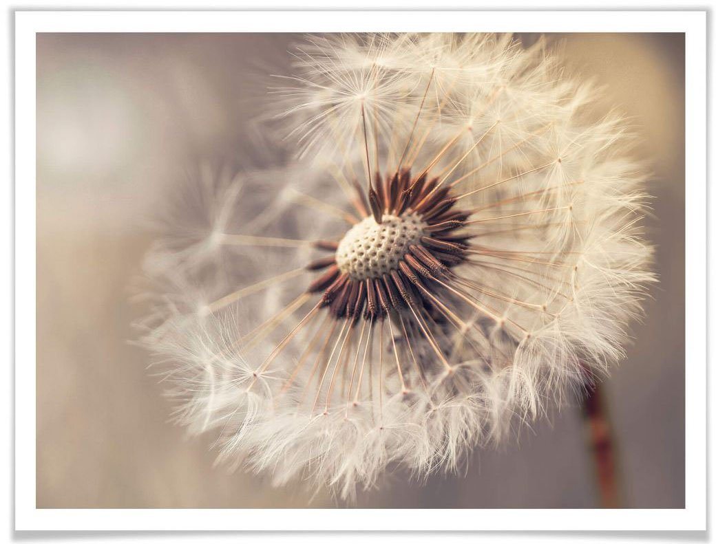 Wall-Art Poster Pusteblume, Blumen (1 St), Poster ohne Bilderrahmen von Wall-Art