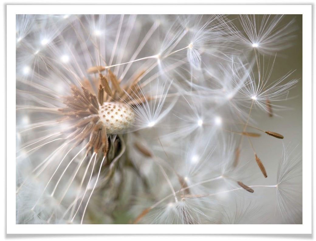 Wall-Art Poster Pusteblume im Flug, Blumen (1 St), Poster ohne Bilderrahmen von Wall-Art