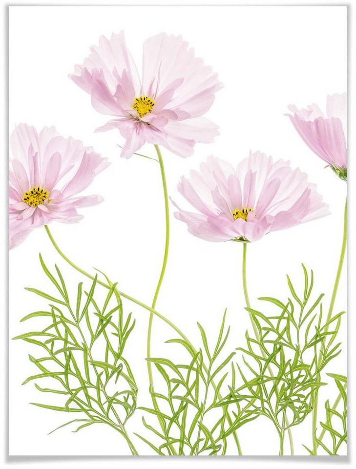 Wall-Art Poster Sommerblume, Blumen (1 St), Poster ohne Bilderrahmen von Wall-Art