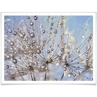 Wall-Art Poster "Wassertropfen Pusteblume", Blumen, (1 St.) von Wall-Art