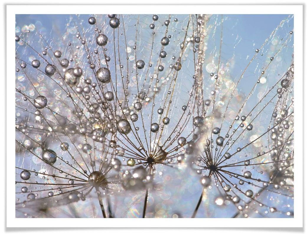 Wall-Art Poster Wassertropfen Pusteblume, Blumen (1 St), Poster ohne Bilderrahmen von Wall-Art