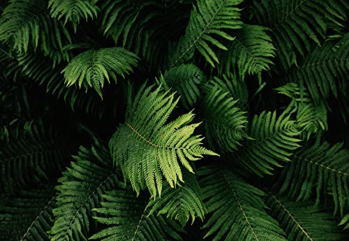 Fototapete Blätter grün Natur Dschungel Pflanzen Tropische Wohnzimmer Schlafzimmer Wandtapete Vlies Tapete Latexdruck UV-Beständig Geruchsfrei Montagefertig (12914, VEM (104x70,5 cm) 1 Bahn) von WallArena