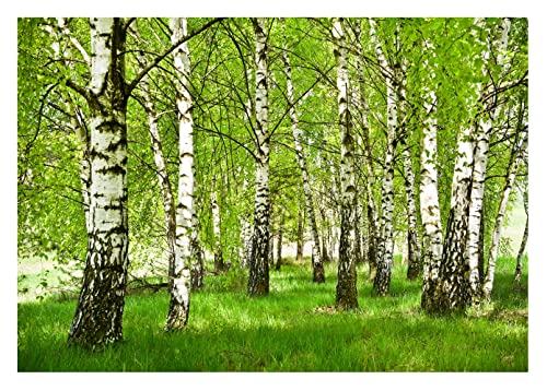 Fototapete Wald Birken Birkenwald Bäume Sonne Wiese Landschaft - inkl. Kleister - für Wohnzimmer Schlafzimmer Flur Vlies Tapete Vliestapete Wandtapete Motivtapeten Montagefertig (152x104 cm) von WallArena