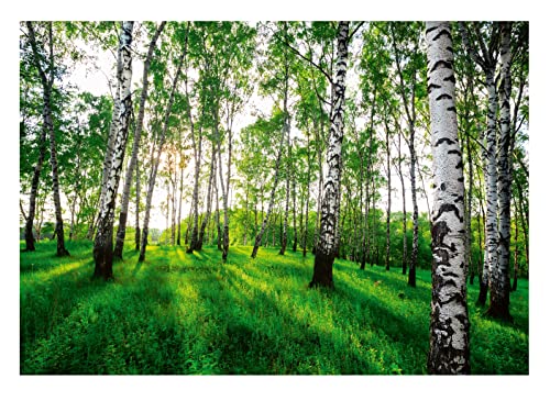 Fototapete Wald Birkenwald Grün Landschaft Bäume Wohnzimmer Schlafzimmer Wandtapete Vlies Tapete UV-Beständig Montagefertig (368x254 cm - 4 Bahnen) von WallArena