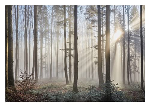 Fototapete Wohnzimmer Wald Grau Sonne Nebel Bäume Natur Schlafzimmer Wandtapete Vlies Tapete UV-Beständig Hohe Auflösung Montagefertig (13136, V8 (368x254 cm) 4 Bahnen) von WallArena