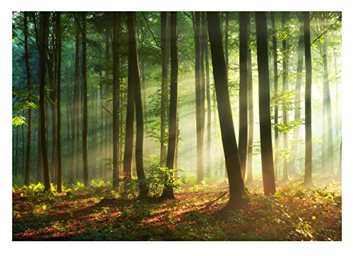 Fototapete Wald Sonne 3D Effekt Bäume Natur - inkl. Kleister - für Wohnzimmer Schlafzimmer Flur Vlies Tapete Vliestapete Wandtapete Motivtapeten Montagefertig (254x184 cm) von WallArena