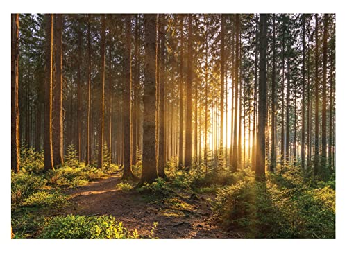 Fototapete Wald Sonne Landschaft Bäume grün Natur Wohnzimmer Schlafzimmer Motivtapeten Vlies Tapete UV-Beständig Montagefertig (368x254 cm - 4 Bahnen) von WallArena