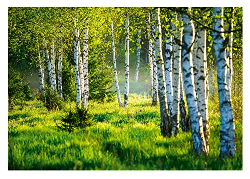 Vlies Fototapete Birkenwald Wald Birken Sonne Natur 3D EFFEKT inklusive Kleister Wohnzimmer Schlafzimmer Wandtapete Tapete UV-Beständig Montagefertig (104 x 70 cm - 1 Bahn) von WallArena