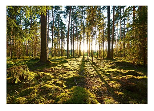 Vlies Fototapete Wald Sonne Natur Bäume Landschaft - inkl. Kleister - für Wohnzimmer Schlafzimmer Flur Vliestapete Wandtapete Vlies Tapete Motivtapeten Montagefertig (368x254 cm) von WallArena