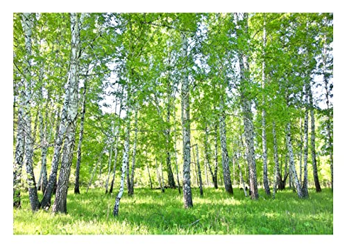 WallArena Fototapete Wald Birkenwald Natur Birke Sonne Bäume Gras Modern Wohnzimmer Schlafzimmer Wandtapete Vlies Tapete UV-Beständig Montagefertig (312x219 cm - 3 Bahnen) von WallArena
