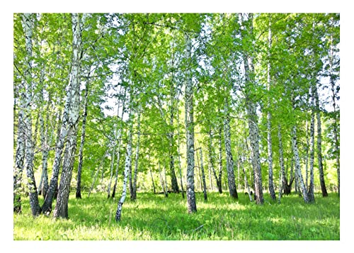 WallArena Fototapete Wald Birkenwald Natur Birke Sonne Bäume Gras Modern Wohnzimmer Schlafzimmer Wandtapete Vlies Tapete UV-Beständig Montagefertig (368x254 cm - 4 Bahnen) von WallArena