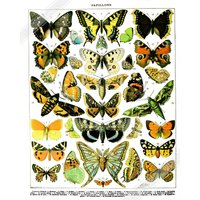 Vintage Schmetterling Poster, Adolphe Millot - Papillons | Butterfly Poster Druck Uk, Eu Usa Inlandsversand von WallArtPrints4uUSA