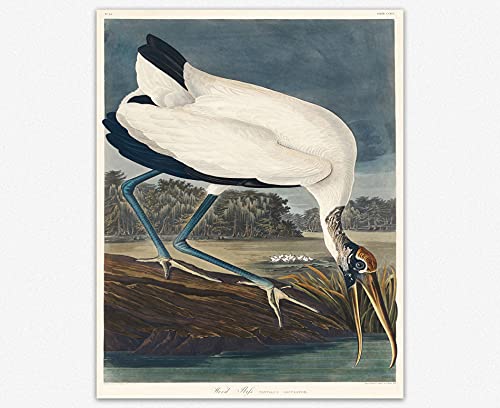 Audubon Birds of america Print Wood Ibiss by John James Audubon Poster Large wildlife Art Wildlife Illustration Bird Drawing Bird Wall Art (61cm x 91cm) von WallBUddy