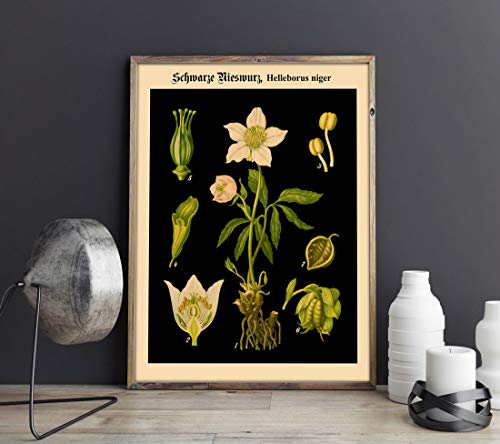 Botanical Print on Black Background German Educational Chart Biology Poster Biology Print Plant Wall Art Botanical Wall Art Botany WB-BLBOT8 (40cm x 50cm) von WallBUddy