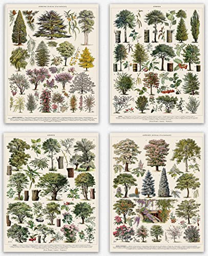 Botanische Drucke und Wandkunst – Baum-Vintage-Poster für ästhetische natürliche Wohnkultur Set mit 4 Baumarten-Wandbehängen Walddekor Arboretum-Illustrations-Wandkunst WBOT38-WBOT41, 8.3 x 11.7 (A4) von WallBUddy