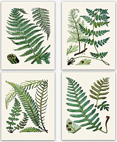 Fern Print Set of Fern Botanical Prints 4 Fern Posters Botanical Wall Art Fern Illustration Decor Fern Decor Fern Wall Art Botanical Sketchs (20cm x 25cm) von WallBUddy