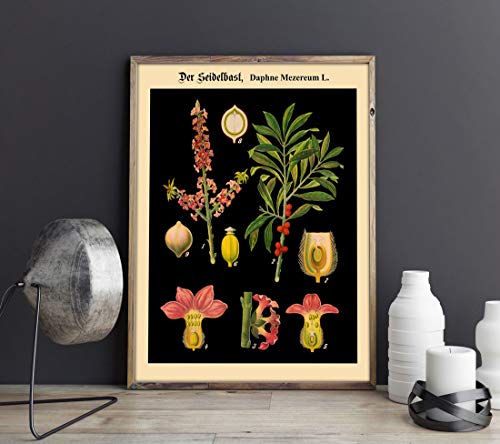 German Botanical Chart German Educational Poster Educational Print German School Chart Rare Botanical Print Black Botanical Wall Art WBBOT15 (59.4cm x 84cm (A1)) von WallBUddy