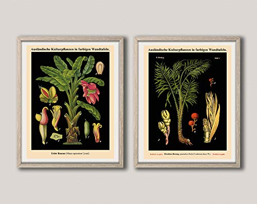 German Botanical Print Set of 2 Botanical Wall Art Prints Botany Decor WB27-36 (13cm x 18cm) von WallBUddy