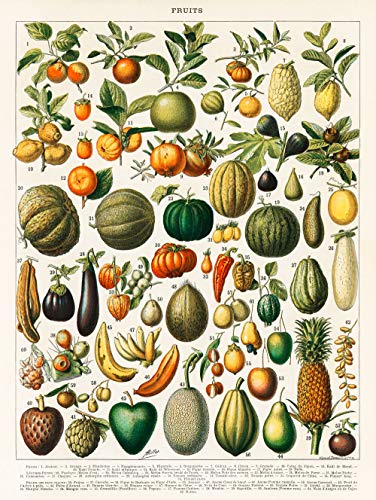 Poster mit Früchten, botanischem Motiv, Vintage-Druck, Obst-Illustration, Wandkunst, Poster, Vintage, 19. Jahrhundert, WBFRU-18 (30 x 40 cm) von WallBUddy