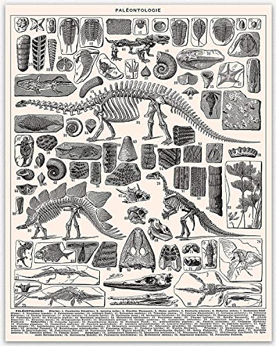 WallBUddy Dinosaur Bone Poster - Posters for Room Aesthetic Dinosaurier Poster Lernposter, Bilder Kinderzimmer für Jungen, Dino Deko Bilder Kinderzimmer | Wandposter Premium (21cm x 30cm (A4)) von WallBUddy