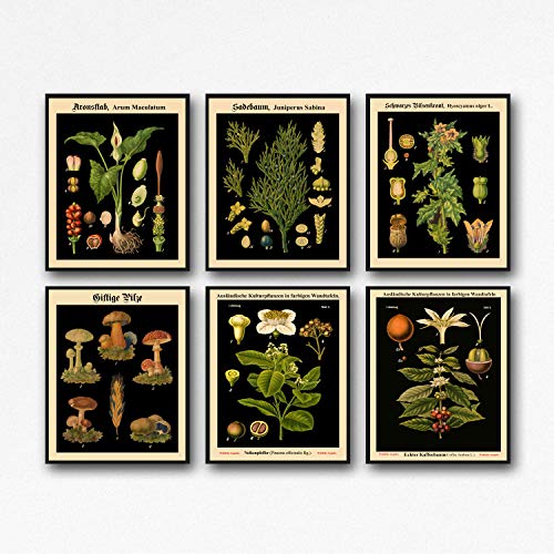 WallBUddy Set of 6 Botanical Prints Botanical Poster Set of Kitchen Prints Living Room Decor Botanical Decor Rare Botanical Prints WB-blot1-blot6-F6 (30cm x 40cm) von WallBUddy