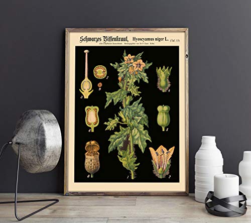 WallBUddy Vintage Botanical Chart German Educational Chart from 1800's Botanical Chart Rare Botanical Print Botanical Poster Large Botanical WBBLBOT2 (13cm x 18cm) von WallBUddy