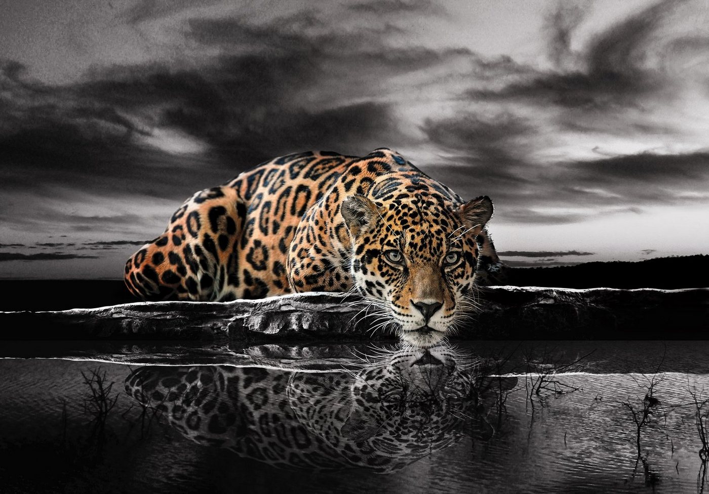 Wallarena Fototapete Leopard Tiger Tiere Landschaft Natur Afrika Vlies Tapete für Wohnzimmer oder Schlafzimmer Vliestapete Wandtapete Motivtapete, Glatt, Tiere, Vliestapete inklusive Kleister von Wallarena