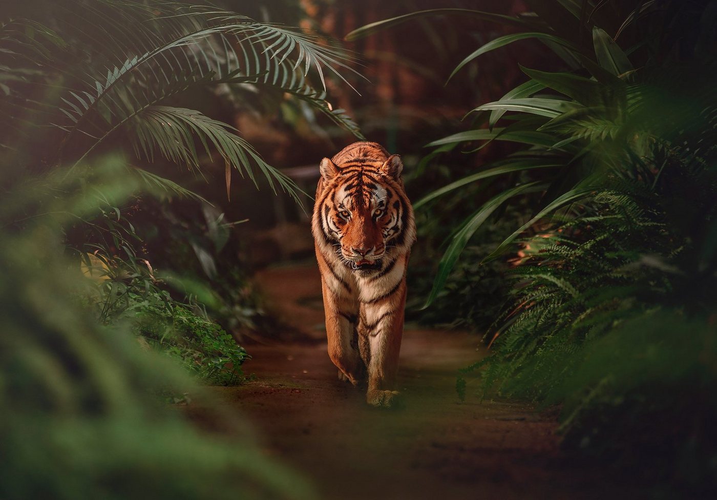 Wallarena Fototapete Tiger Wald Dschungel 3D EFFEKT Vlies Tapete Wohnzimmer Schlafzimmer, Glatt, Tiere, Natur, Blätter, Vliestapete inklusive Kleister von Wallarena