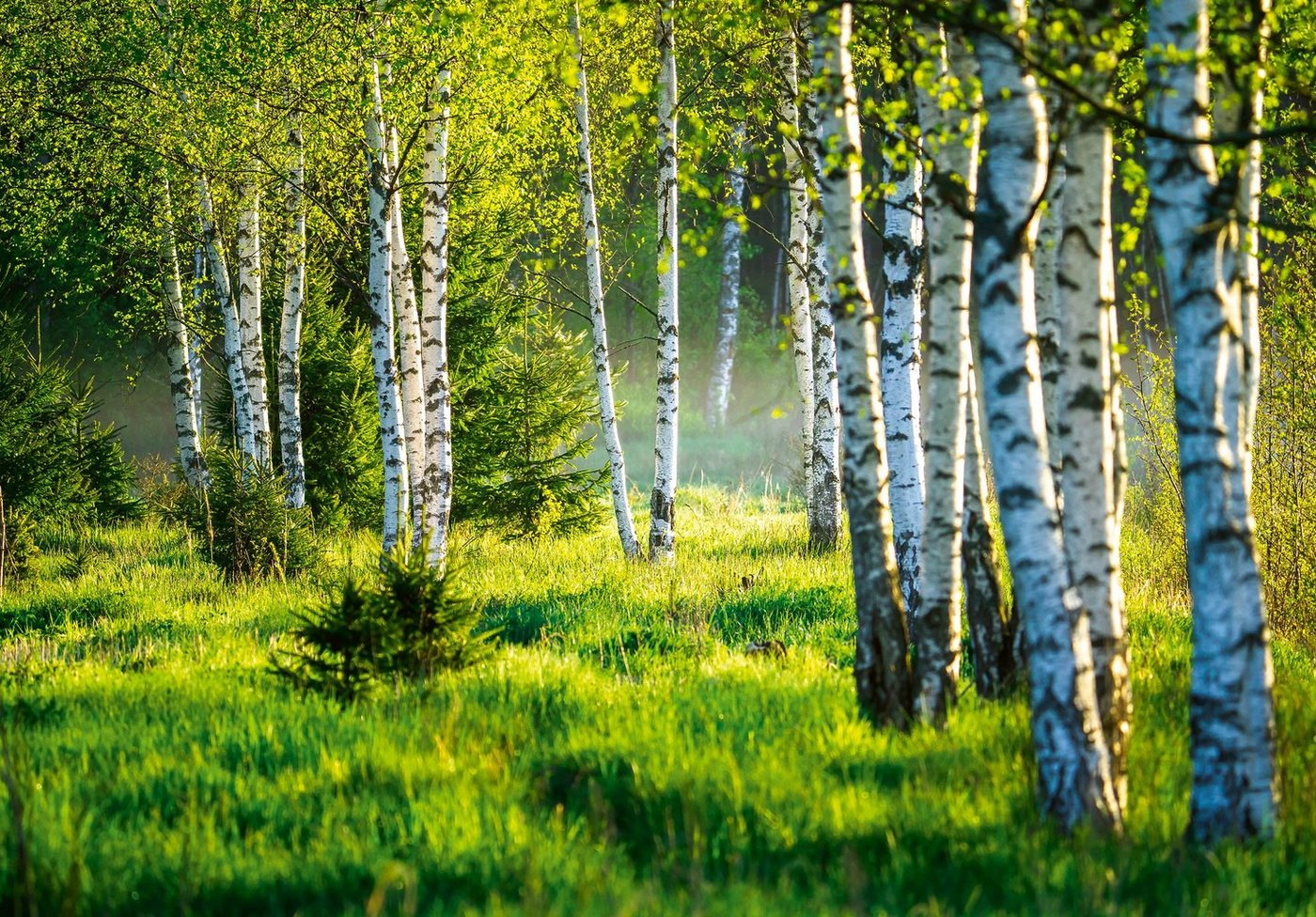 Wallarena Fototapete Wald Birkenwald Birken Sonne Natur 3D EFFEKT Vlies Tapete für Wohnzimmer oder Schlafzimmer Vliestapete Wandtapete Motivtapete, Glatt, Wald, Vliestapete inklusive Kleister von Wallarena