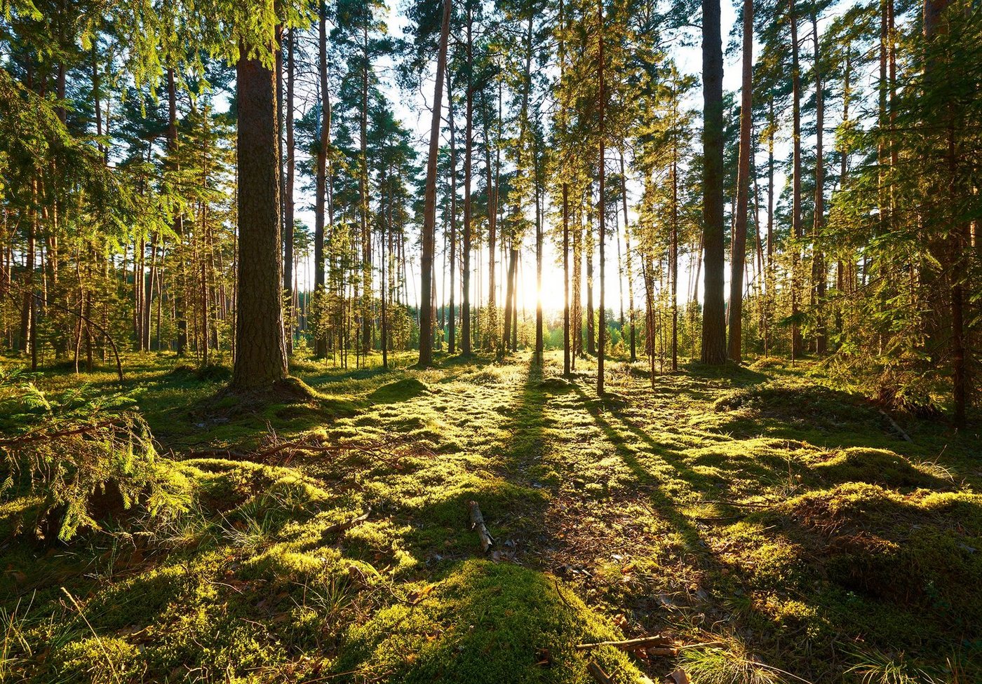 Wallarena Fototapete Wald Sonne Natur Vlies Tapete Wohnzimmer Schlafzimmer Wandtapete, Glatt, Landschaft, Vliestapete inklusive Kleister von Wallarena