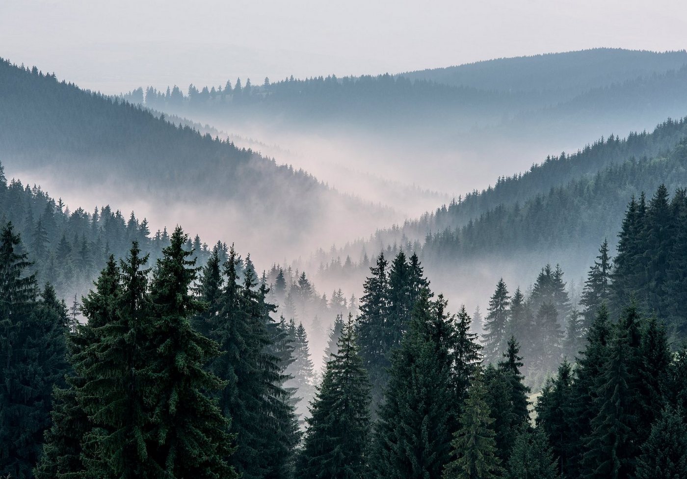 Wallarena Fototapete Wald im Nebel Berge 3D EFFEKT Vlies Tapete Wohnzimmer Schlafzimmer, Glatt, Natur, Vliestapete inklusive Kleister von Wallarena