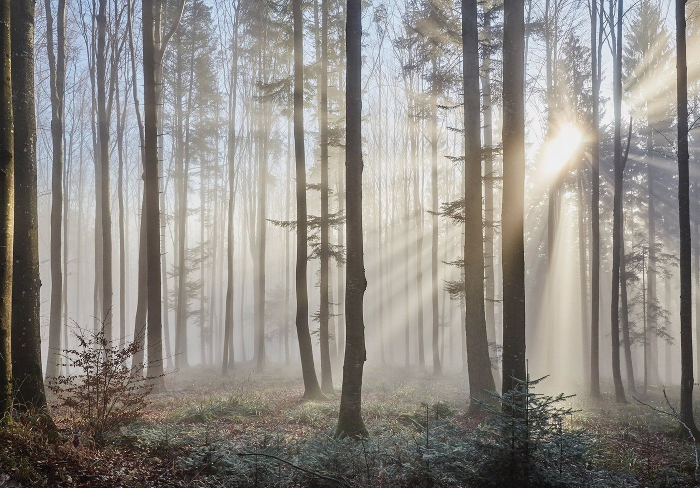 Wallarena Fototapete Wald im Nebel Natur Sonne Baum Vlies Tapete für Wohnzimmer oder Schlafzimmer Vliestapete Wandtapete Motivtapete, Glatt, Wald, Vliestapete inklusive Kleister von Wallarena