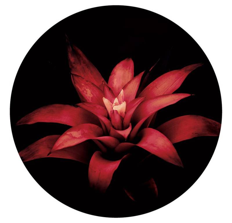 Wallarena Glasbild Rund Glasbilder Küche Badezimmer Wohnzimmer Schlafzimmer Wand Deko, Schwarz - Blumen (Einteilig Glasbild, 1 St), Glasbilder Rund Blumen Badezimmer Küche Wohnzimmer Wanddekoration von Wallarena