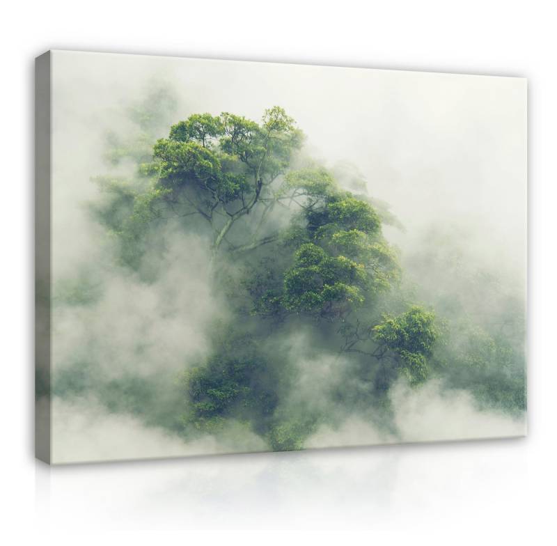 Wallarena Leinwandbild Wald Tropisch Brume Dschungel Wandbild XXL Leinwandbilder Modern, Tropischer Wald in Japan (Einteilig), Aufhängefertig von Wallarena