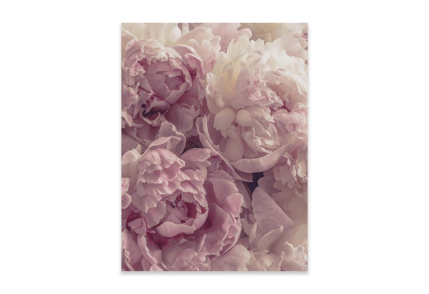 Wallarena Poster Blumen Rosen Wohnzimmer Schlafzimmer Kunstdruck Wandbild XXL, Blumen (OHNE RAHMEN PREMIUM POSTER, 1 St), Wandbilder Poster 30x40 / 50x70 / 70x100 Küche Wohnzimmer Flur von Wallarena