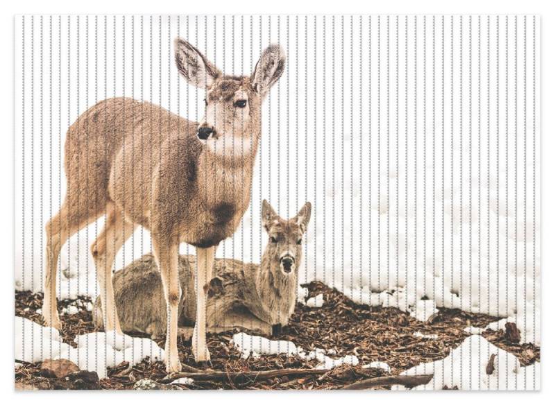 Wallario Schaum-Badematte Junge Elche im Schnee in Arizona - Amerika, Höhe 5.5 mm, rutschhemmend, geeignet für Fußbodenheizungen, Polymer-Schaum, rechteckig von Wallario