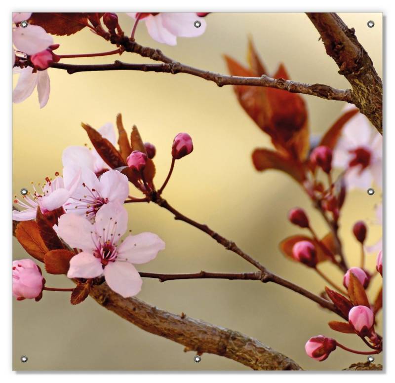 Sonnenschutz Frühlingsgefühle I - Kirschblüten in Nahaufnahme, Wallario, blickdicht, mit Saugnäpfen, wiederablösbar und wiederverwendbar von Wallario