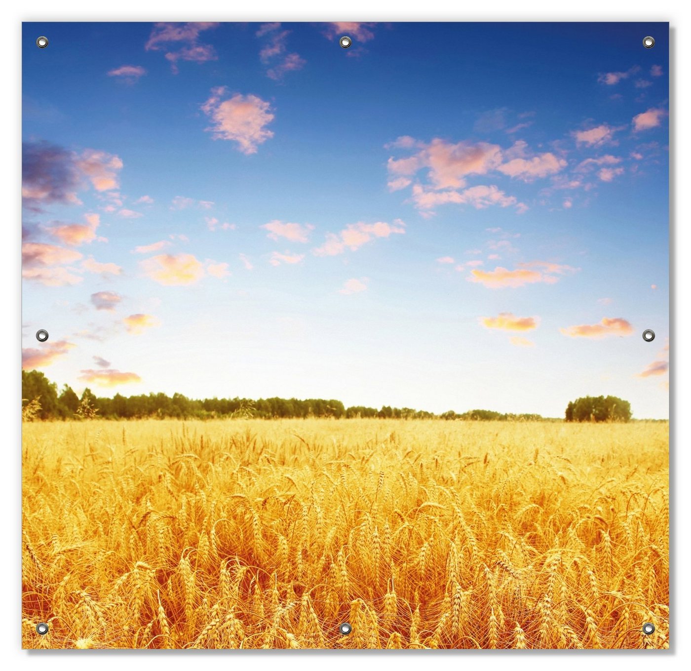 Sonnenschutz Weizenfeld unter blauem Himmel, Wallario, blickdicht, mit Saugnäpfen, wiederablösbar und wiederverwendbar von Wallario