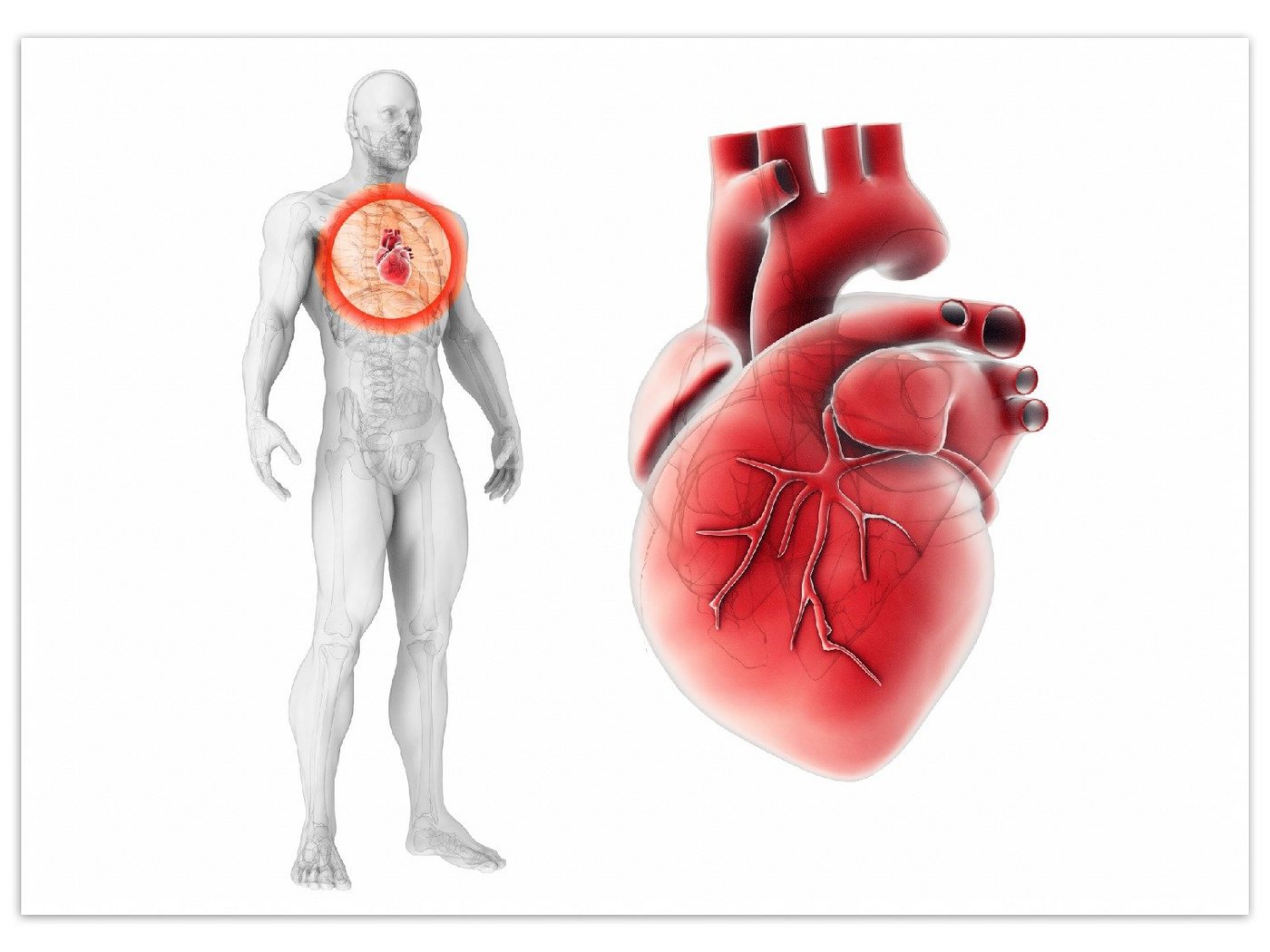 Teppich Anatomie des Menschen  Herz in Nahansicht, Wallario, rechteckig, rutschfest von Wallario