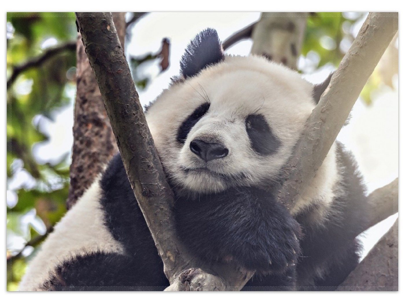 Teppich Schlafender Panda in einem Baum, Wallario, rechteckig, rutschfest von Wallario