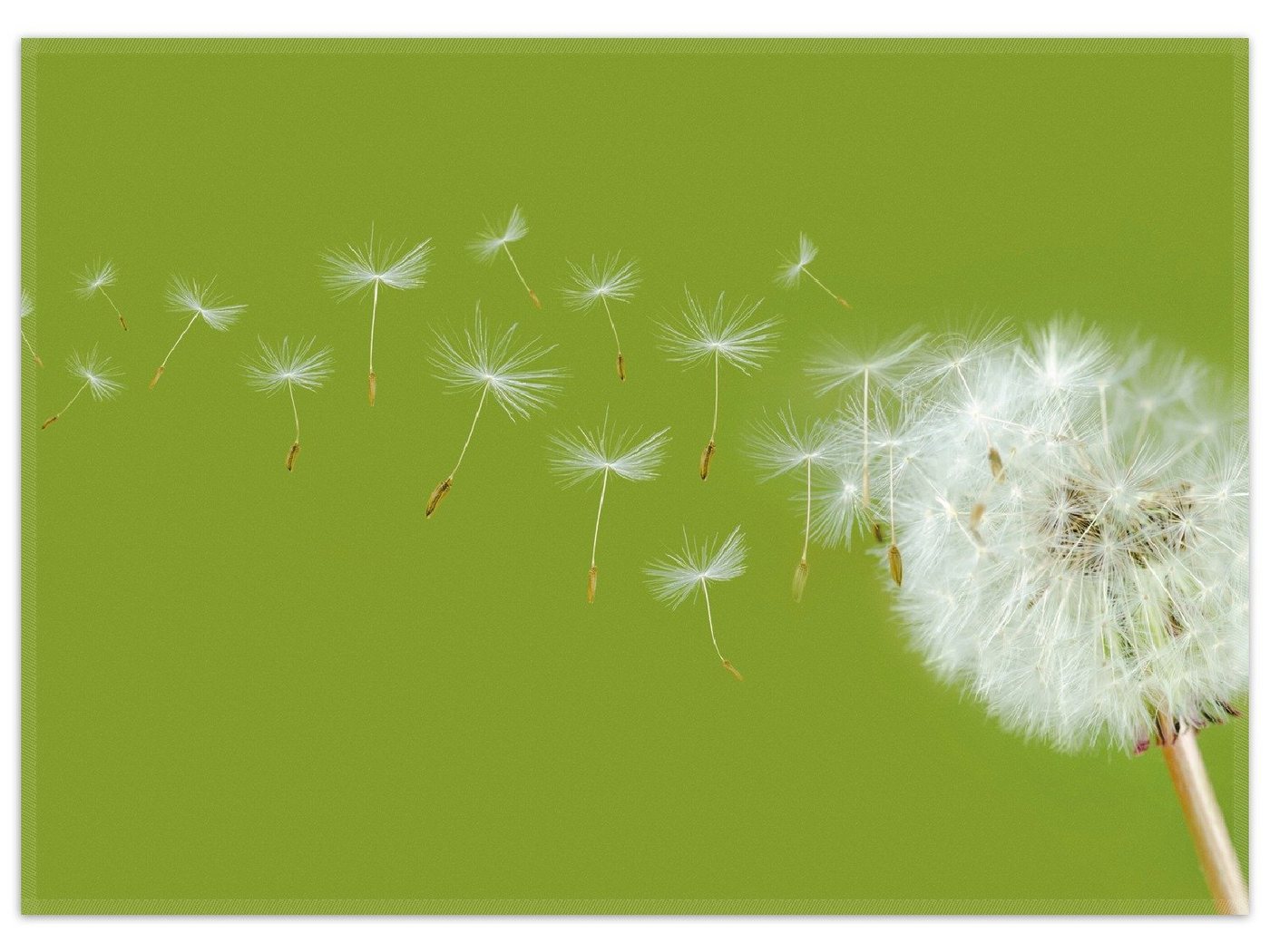 Teppich Pusteblume auf der Wiese mit fliegenden Samen, Wallario, rechteckig, rutschfest von Wallario