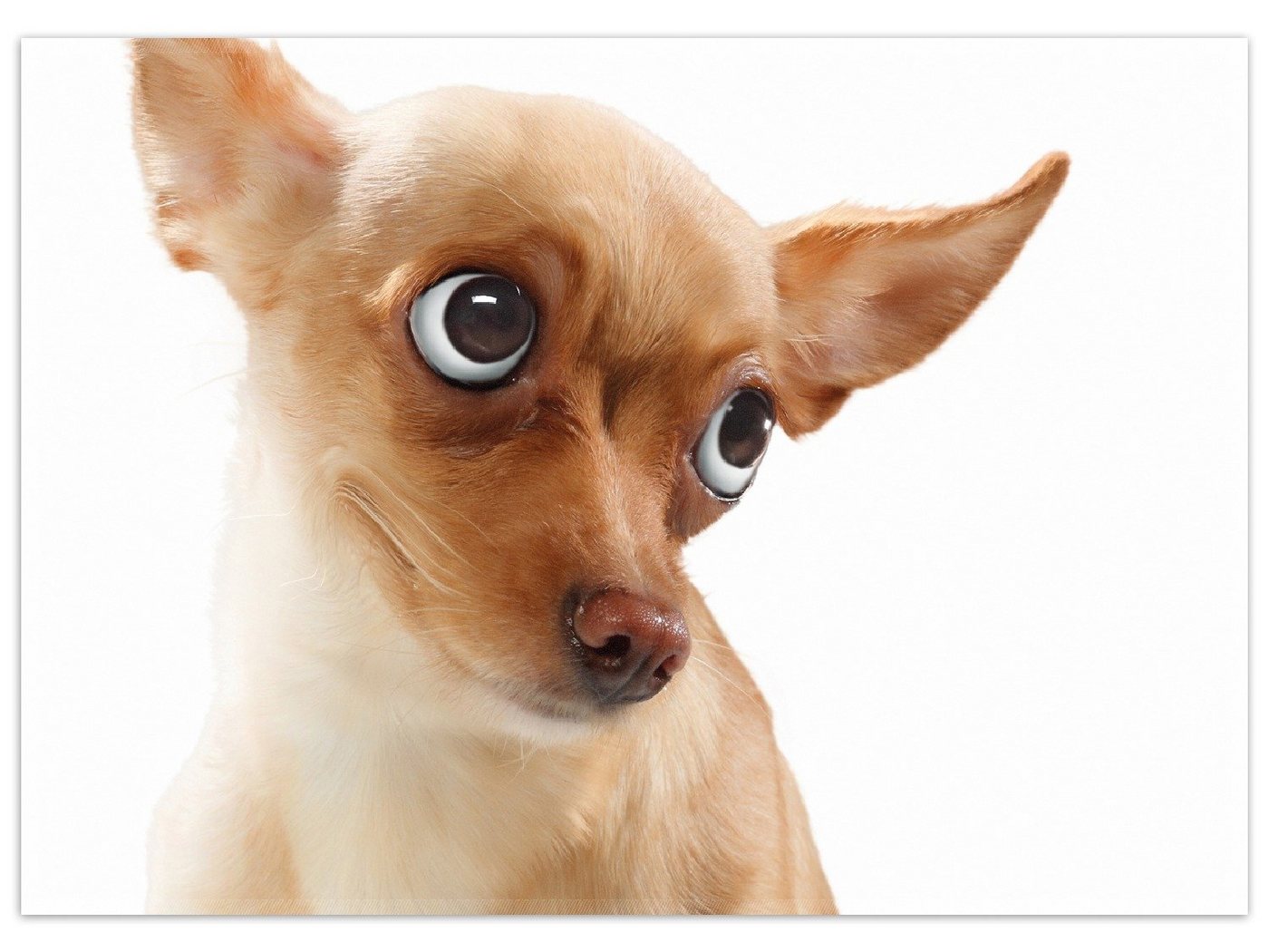Teppich Lustiger Hund mit fliegenden Ohren, Wallario, rechteckig, rutschfest von Wallario