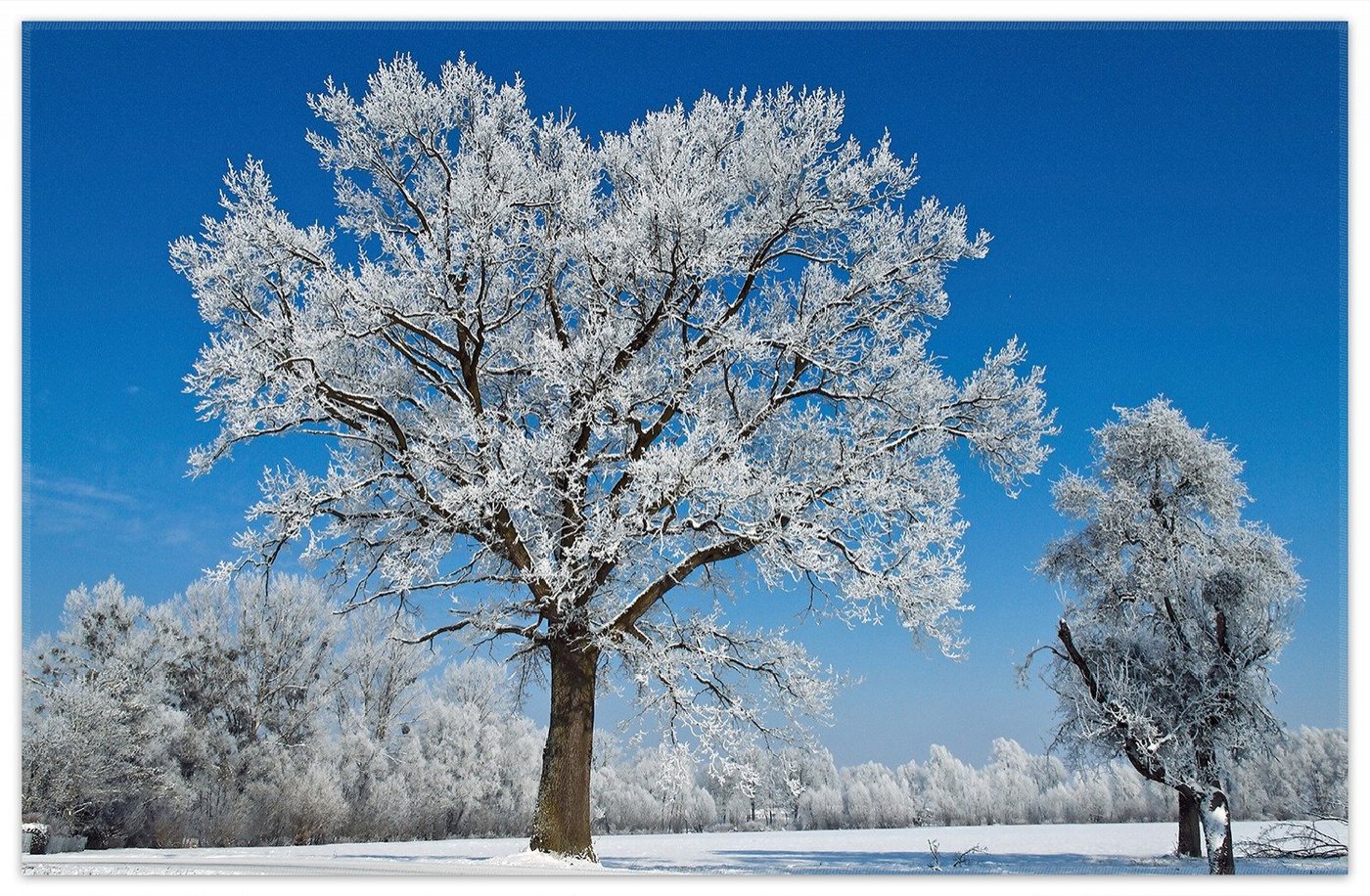 Teppich Schneebedeckter Baum mit blauen Himmel, Wallario, rechteckig, rutschfest von Wallario