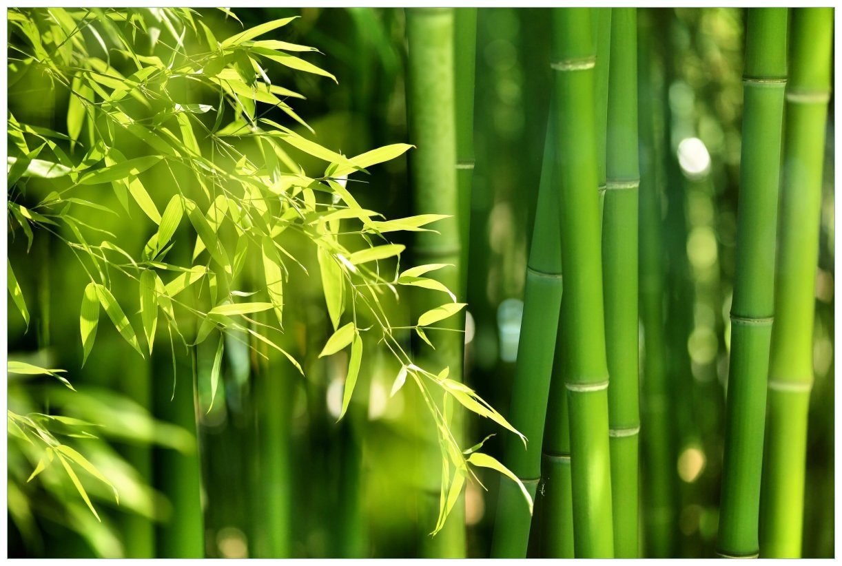 Wallario Acrylglasbild, Bambuswald mit grünen Bambuspflanzen, in verschiedenen Ausführungen von Wallario