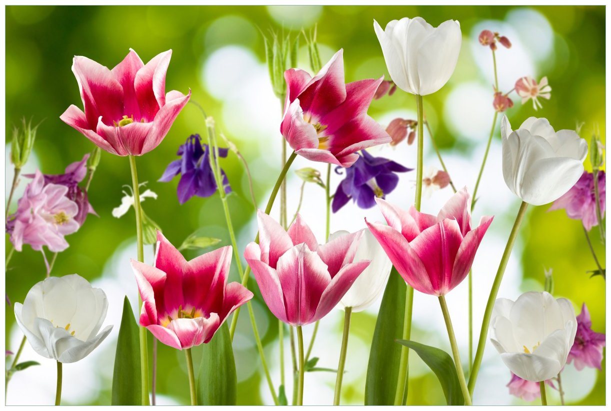 Wallario Acrylglasbild, Blühende Blumen im Frühling in pink und weiß, in verschiedenen Ausführungen von Wallario