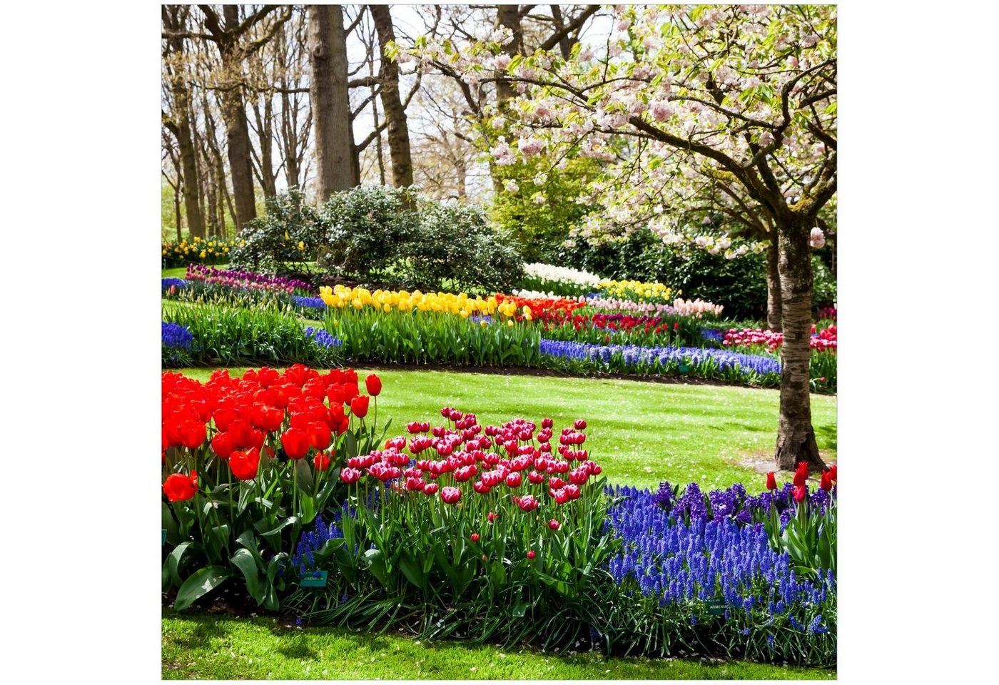 Wallario Acrylglasbild, Bunte Blumen und Kirsch-Baum im Park blühen im Frühling, in verschiedenen Ausführungen von Wallario