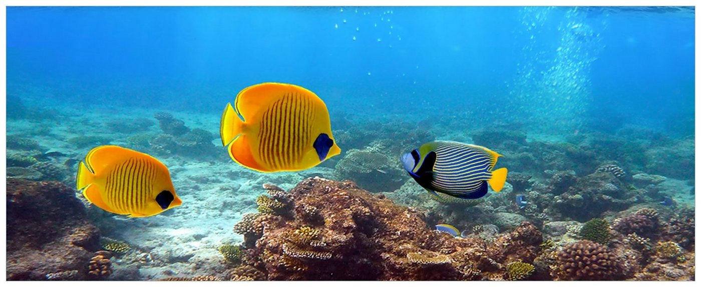 Wallario Acrylglasbild, Bunte Fische im Meer, in verschiedenen Ausführungen von Wallario