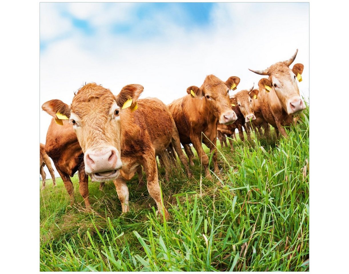Wallario Acrylglasbild, Kühe im Sommer auf der Weide, in verschiedenen Ausführungen von Wallario